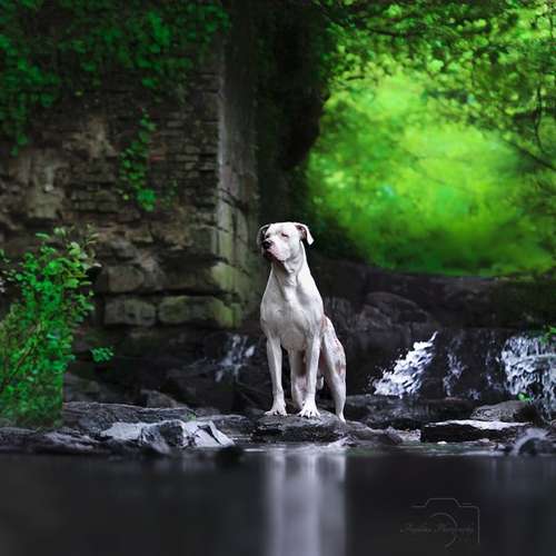 Hundeauslaufgebiet-Angelina Photography Art-Bild