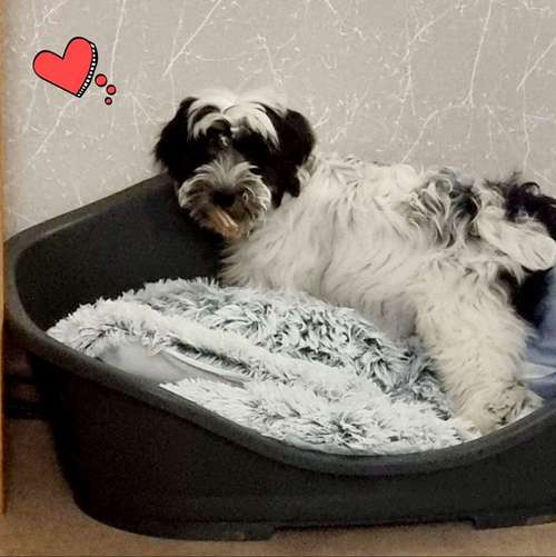 Hundeauslaufgebiet-Hunde Mutti Elfi Ruby u. Aloy-Bild