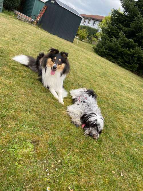 Hundeauslaufgebiet-Hunde Mutti Elfi Ruby u. Aloy-Bild