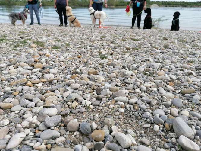 Hundeauslaufgebiet-Pfoten im Herzen - mobile Hundeschule München Nord-Bild