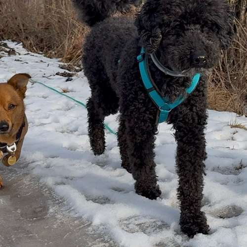 Hundeauslaufgebiet-Pfoten im Herzen - mobile Hundeschule München Nord-Bild