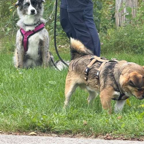 Hundeauslaufgebiet-Pfoten im Herzen - mobile Hundeschule München Nord-Bild