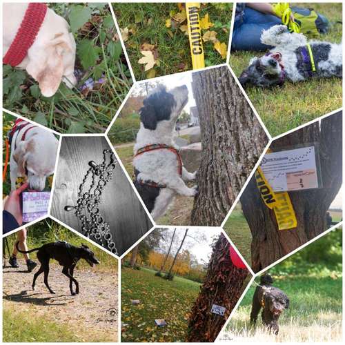 Hundeauslaufgebiet-Pfoten im Herzen - mobile Hundeschule München Nord-Bild