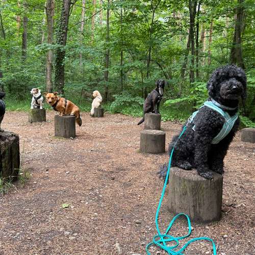 Hundeauslaufgebiet-Pfoten im Herzen - mobile Hundeschule München Nord-Bild