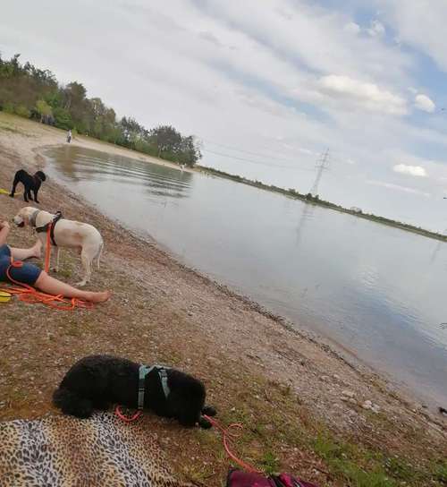 Hundeauslaufgebiet-Pfoten im Herzen - mobile Hundeschule München Nord-Bild