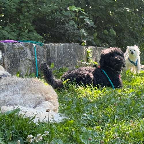 Hundeauslaufgebiet-Pfoten im Herzen - mobile Hundeschule München Nord-Bild