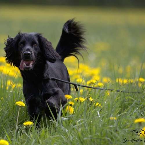 Hundeauslaufgebiet-Pfoten im Herzen - mobile Hundeschule München Nord-Bild