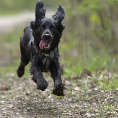 Hundeauslaufgebiet-Pfoten im Herzen - mobile Hundeschule München Nord-Bild