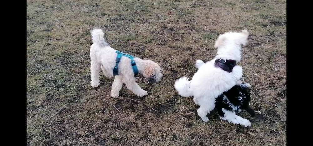 Hundeauslaufgebiet-Pfoten im Herzen - mobile Hundeschule München Nord-Bild