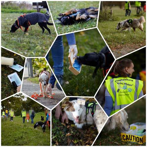 Hundeauslaufgebiet-Pfoten im Herzen - mobile Hundeschule München Nord-Bild