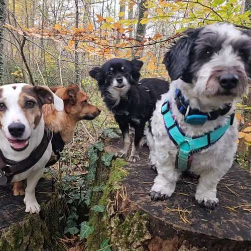 Hundeauslaufgebiet-Pfoten im Herzen - mobile Hundeschule München Nord-Bild