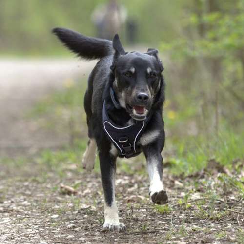 Hundeauslaufgebiet-Pfoten im Herzen - mobile Hundeschule München Nord-Bild