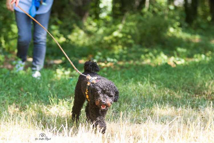 Hundeauslaufgebiet-Pfoten im Herzen - mobile Hundeschule München Nord-Bild