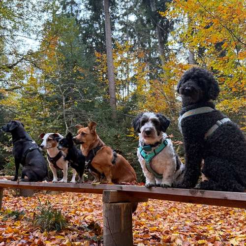 Hundeauslaufgebiet-Pfoten im Herzen - mobile Hundeschule München Nord-Bild