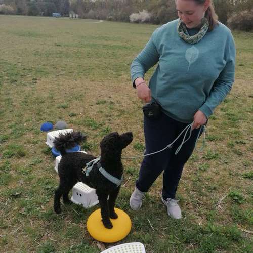 Hundeauslaufgebiet-Pfoten im Herzen - mobile Hundeschule München Nord-Bild
