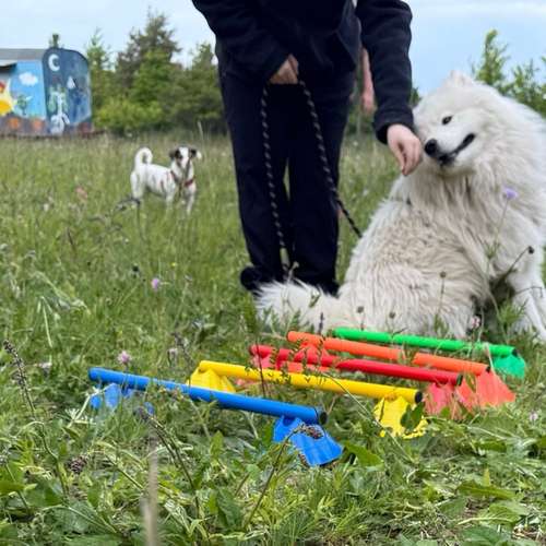 Hundeauslaufgebiet-Pfoten im Herzen - mobile Hundeschule München Nord-Bild