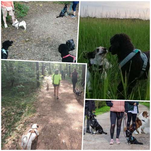 Hundeauslaufgebiet-Pfoten im Herzen - mobile Hundeschule München Nord-Bild