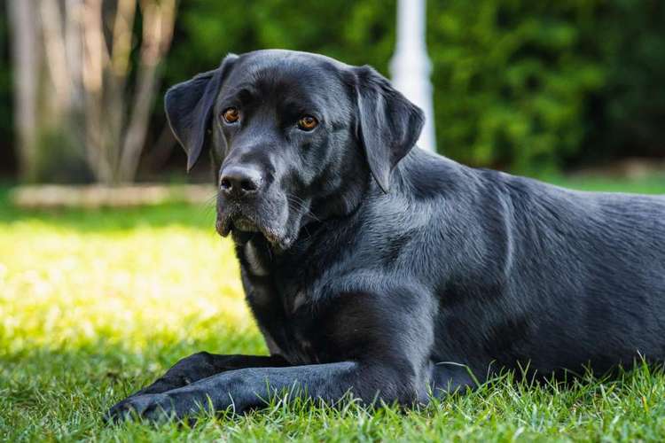 Hundeauslaufgebiet-André Kösters Fotografie-Bild