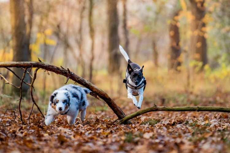Hundeauslaufgebiet-André Kösters Fotografie-Bild