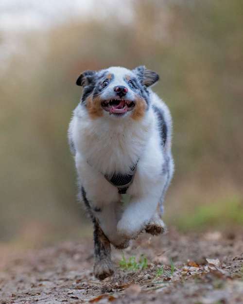 Hundeauslaufgebiet-André Kösters Fotografie-Bild