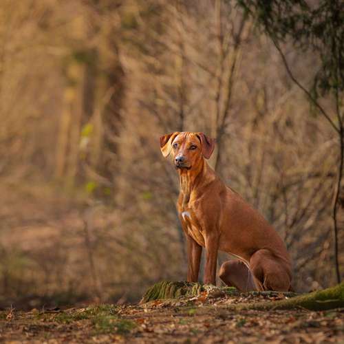 Hundeauslaufgebiet-André Kösters Fotografie-Bild