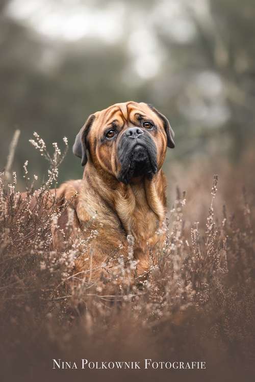 Hundeauslaufgebiet-Nina Polkownik Fotografie-Bild