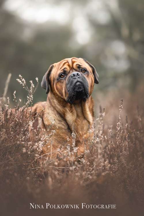 Hundeauslaufgebiet-Nina Polkownik Fotografie-Bild