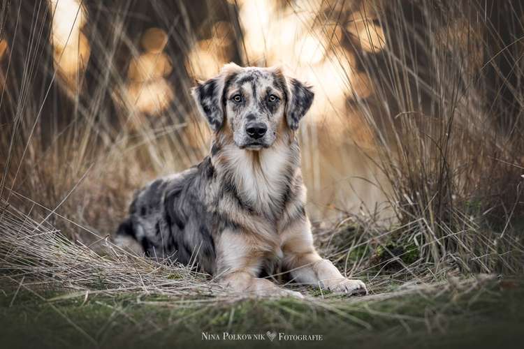 Hundeauslaufgebiet-Nina Polkownik Fotografie-Bild