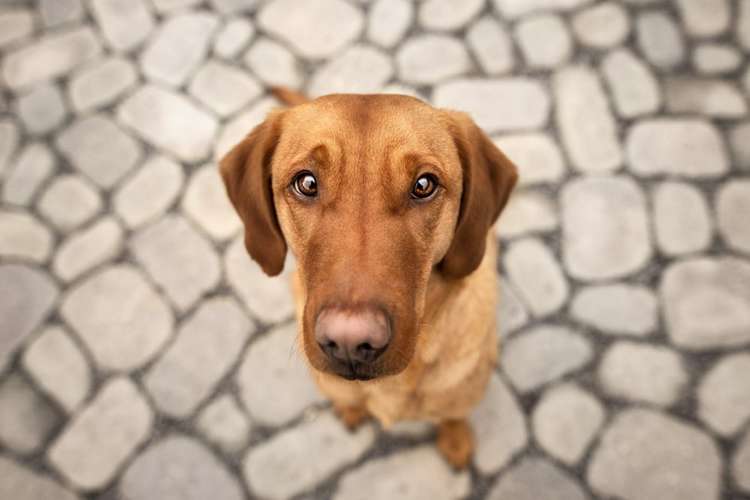 Hundeauslaufgebiet-Nina Polkownik Fotografie-Bild