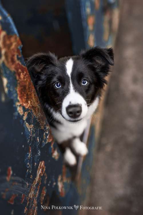 Hundeauslaufgebiet-Nina Polkownik Fotografie-Bild