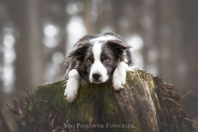 Hundeauslaufgebiet-Nina Polkownik Fotografie-Bild