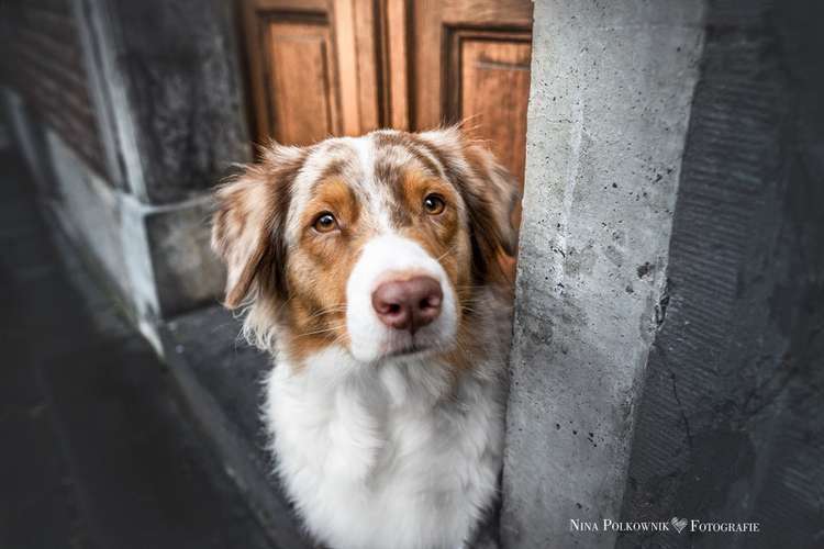 Hundeauslaufgebiet-Nina Polkownik Fotografie-Bild