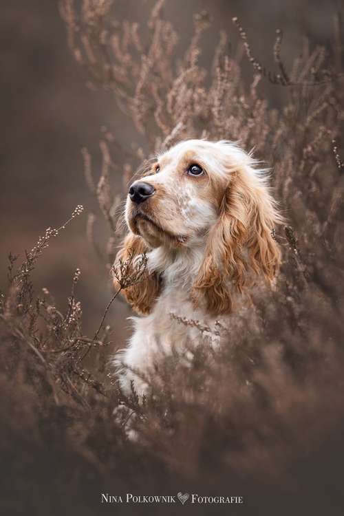 Hundeauslaufgebiet-Nina Polkownik Fotografie-Bild