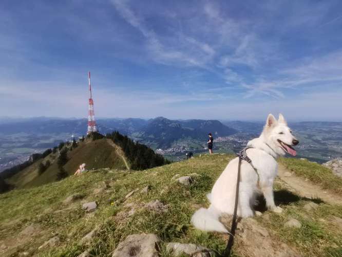 Hundeauslaufgebiet-BabsK Hundetraining-Bild