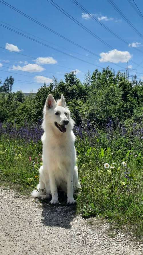 Hundeauslaufgebiet-BabsK Hundetraining-Bild