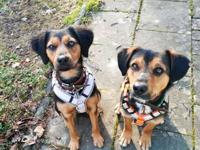 Hundeauslaufgebiet-Tierischaktiv Tiertherapie & Hundesalon-Bild