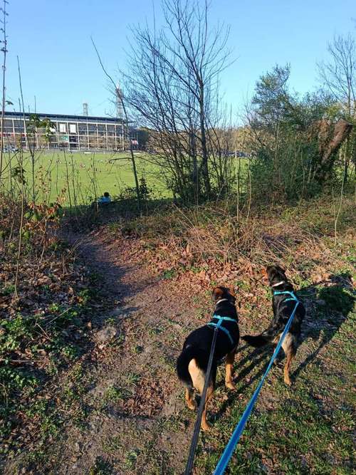 Hundeauslaufgebiet-Tierischaktiv Tiertherapie & Hundesalon-Bild