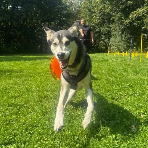 Hundeauslaufgebiet-FitHund - Hundeschule Dortmund-Bild