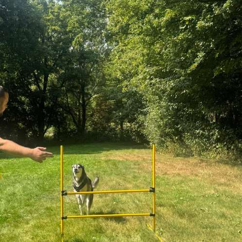 Hundeauslaufgebiet-FitHund - Hundeschule Dortmund-Bild