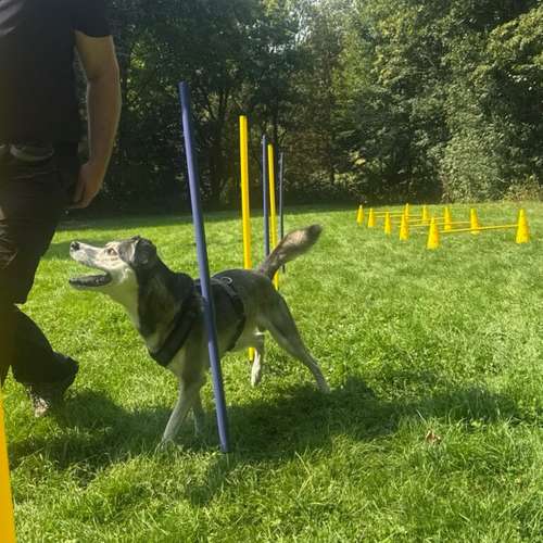 Hundeauslaufgebiet-FitHund - Hundeschule Dortmund-Bild