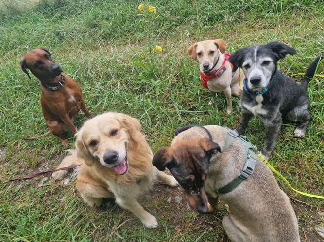 Hundeauslaufgebiet-Die Hundesitterin Happy Walk - Happy Dog-Bild