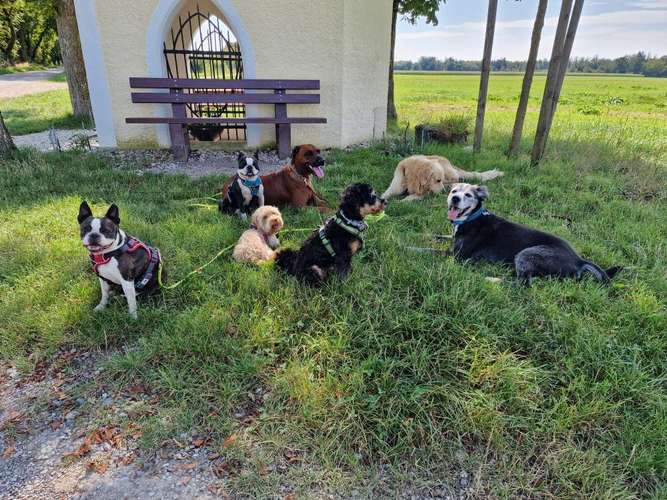 Hundeauslaufgebiet-Die Hundesitterin Happy Walk - Happy Dog-Bild