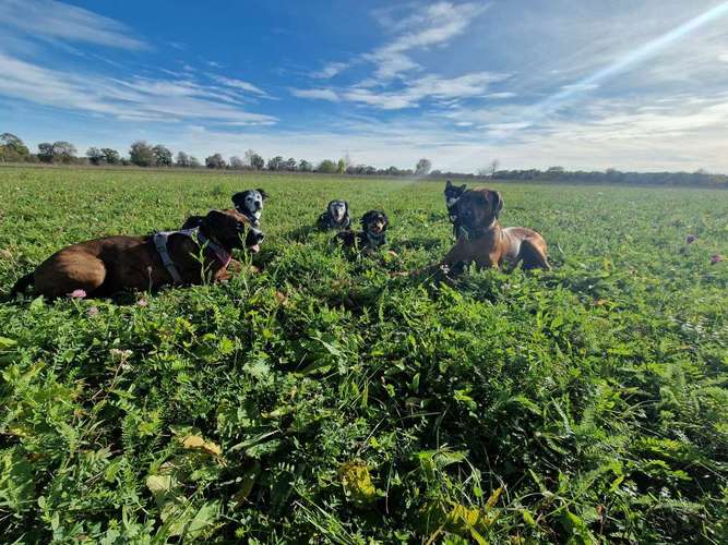 Hundeauslaufgebiet-Die Hundesitterin Happy Walk - Happy Dog-Bild