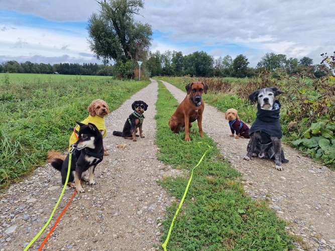 Hundeauslaufgebiet-Die Hundesitterin Happy Walk - Happy Dog-Bild