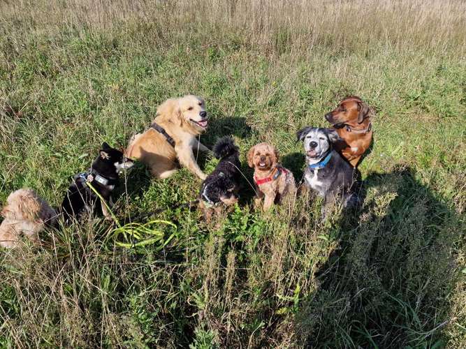 Hundeauslaufgebiet-Die Hundesitterin Happy Walk - Happy Dog-Bild