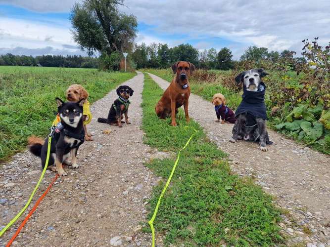 Hundeauslaufgebiet-Die Hundesitterin Happy Walk - Happy Dog-Bild