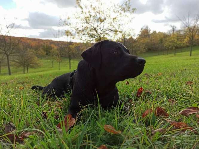 Hundeauslaufgebiet-Für alle Felle-Bild