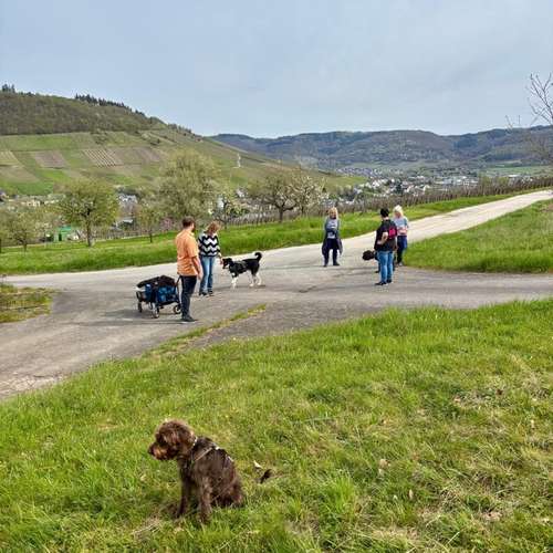 Hundeauslaufgebiet-Hundeschule Maureen‘s Dogs-Bild