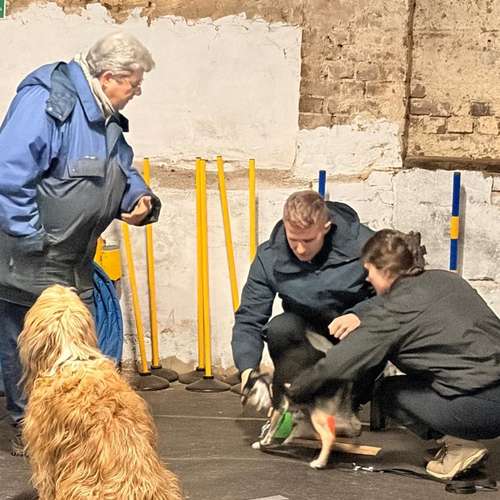 Hundeauslaufgebiet-Hundeschule Maureen‘s Dogs-Bild