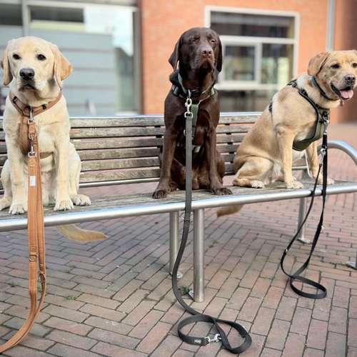 Hundeauslaufgebiet-Hundeschule Maureen‘s Dogs-Bild